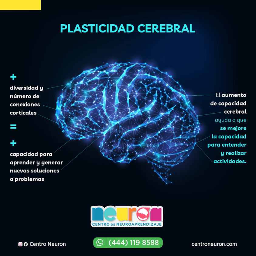 plasticidad cerebral - Neuron Centro de Neuroaprendizaje